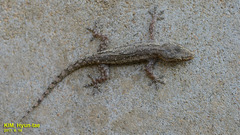 Hemidactylus frenatus