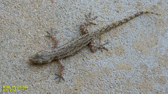 Hemidactylus frenatus
