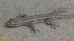 Hemidactylus frenatus