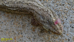 Hemidactylus frenatus