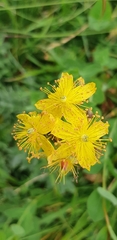 Hypericum richeri richeri