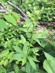 Sanicula marilandica