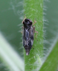 Evacanthus acuminatus