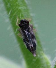 Evacanthus acuminatus