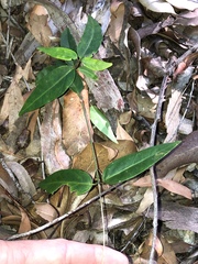 Leichhardtia fraseri