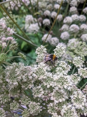 Bombus