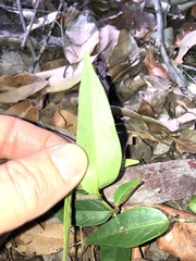 Leichhardtia fraseri