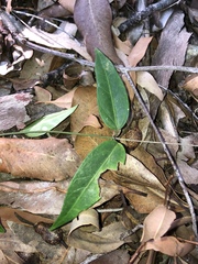 Leichhardtia fraseri