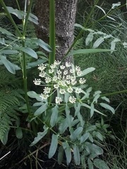 Sium latifolium