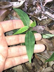 Leichhardtia fraseri