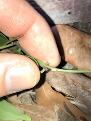 Leichhardtia fraseri