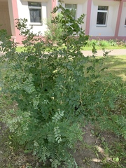 Erysiphe palczewskii