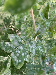 Erysiphe palczewskii