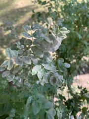Erysiphe palczewskii