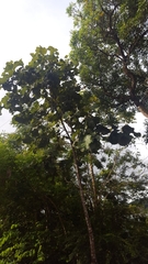 Coccoloba pubescens