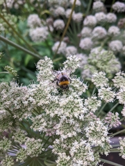 Bombus