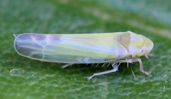 Lindbergina aurovittata