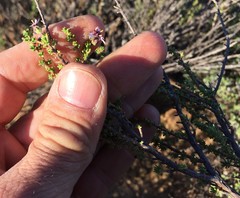 Eriocephalus punctulatus