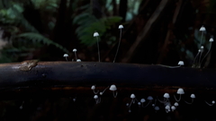 Mycena albidocapillaris
