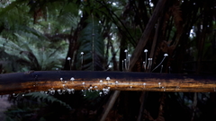 Mycena albidocapillaris