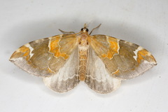 Eulithis pyropata