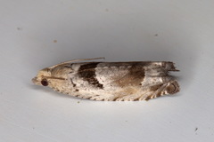 Epinotia ramella