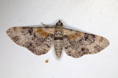 Eupithecia linariata