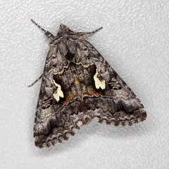 Syngrapha interrogationis