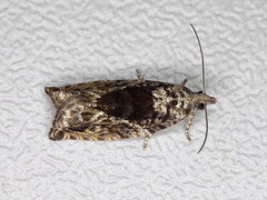 Epinotia nisella