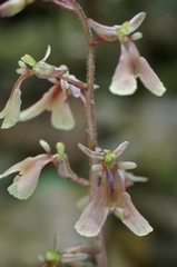 Neottia smallii