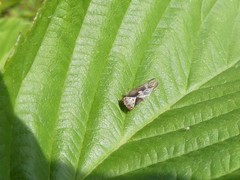 Populicerus lachrymalis