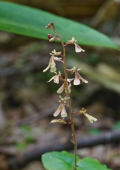 Neottia smallii