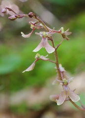 Neottia smallii