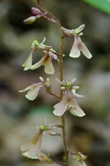 Neottia smallii