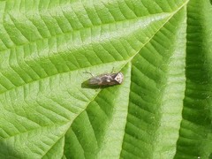 Populicerus lachrymalis