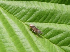 Populicerus lachrymalis