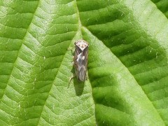 Populicerus lachrymalis