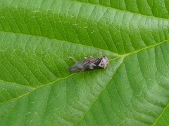 Populicerus lachrymalis