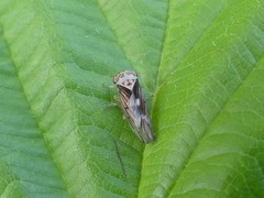 Populicerus lachrymalis