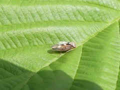 Populicerus lachrymalis