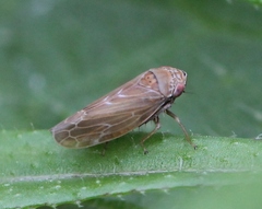 Speudotettix subfusculus