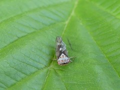 Populicerus lachrymalis