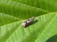 Populicerus lachrymalis