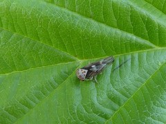 Populicerus lachrymalis
