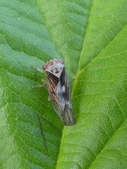 Populicerus lachrymalis