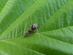 Populicerus lachrymalis