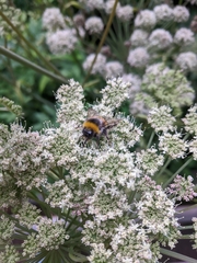 Bombus