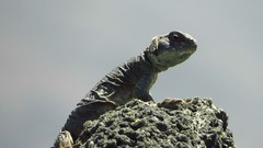 Uromastyx ocellata