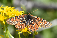 Euphydryas chalcedona sierra