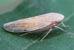 Thamnotettix dilutior